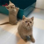 Chatons british shorthair lilac, 1 avec les yeux classiques, 1 avec les yeux vairons dûs au gène dominant blue eyes Chatons british shorthair lilac, 1 avec les yeux classiques, 1 avec les yeux vairons dûs au gène dominant yeux bleus
