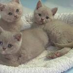 Chatons british shorthair lilac, 2 avec les yeux classiques, 1 avec les yeux vairons dûs au gène dominant yeux bleus Chatons british shorthair lilac, 2 avec les yeux classiques, 1 avec les yeux vairons dûs gène dominant yeux bleus
