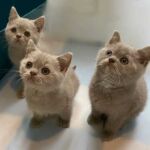 Chatons british shorthair lilac, 2 avec les yeux classiques, 1 avec les yeux vairons Chatons british shorthair lilac, 2 avec les yeux classiques, 1 avec les yeux vairons