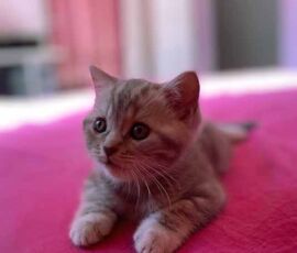 Chaton british shorthair lilac silver blotched tabby Chaton british shorthair lilac silver blotched tabby