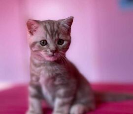 Chaton british shorthair lilac silver blotched tabby Chaton british shorthair lilac silver blotched tabby