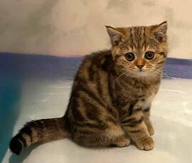 Chatonne british shorthair black golden blotched tabby, très grosses rayures Chatonne british shorthair black golden blotched tabby, très grosses rayures