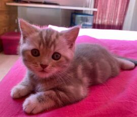Chaton british shorthair lilac silver blotched tabby Chaton british shorthair lilac silver blotched tabby