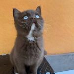 Chaton british shorthair chocolat aux yeux bleus dûs au gene DBE Dominant Blue Eyes