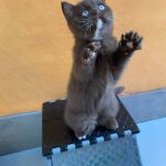 Chaton british shorthair chocolat aux yeux bleus dûs au gene DBE Dominant Blue Eyes