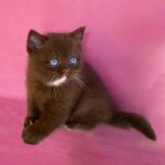 Chaton british shorthair chocolat aux yeux bleus dûs au gene DBE Dominant Blue Eyes