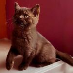 Chaton british shorthair chocolat