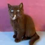 Chaton british shorthair chocolat aux yeux bleus dûs au gene DBE Dominant Blue Eyes