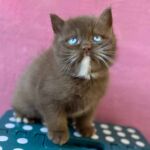 Chaton british shorthair chocolat aux yeux bleus dûs au gene DBE Dominant Blue Eyes