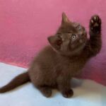 Chaton british shorthair chocolat