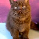 Chaton british shorthair chocolat