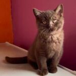 Chaton british shorthair chocolat