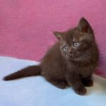 Chaton british shorthair chocolat