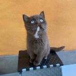 Chaton british shorthair chocolat aux yeux bleus dûs au gene DBE Dominant Blue Eyes