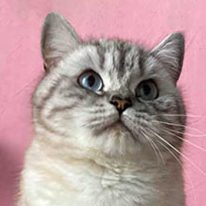 Mechlin Lace british shorthair black silver blotched tabby point , future maman reproductrice